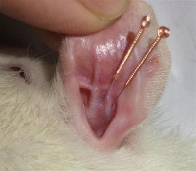 State- and frequency-dependence in autonomic rebalance mediated by intradermal auricular electroacupuncture stimulation